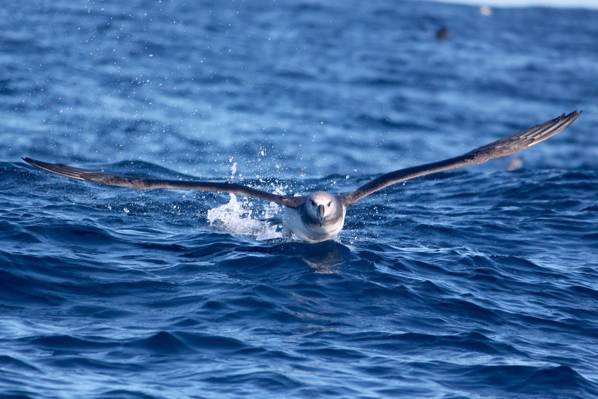 albatros šedohlavý - ML621100307