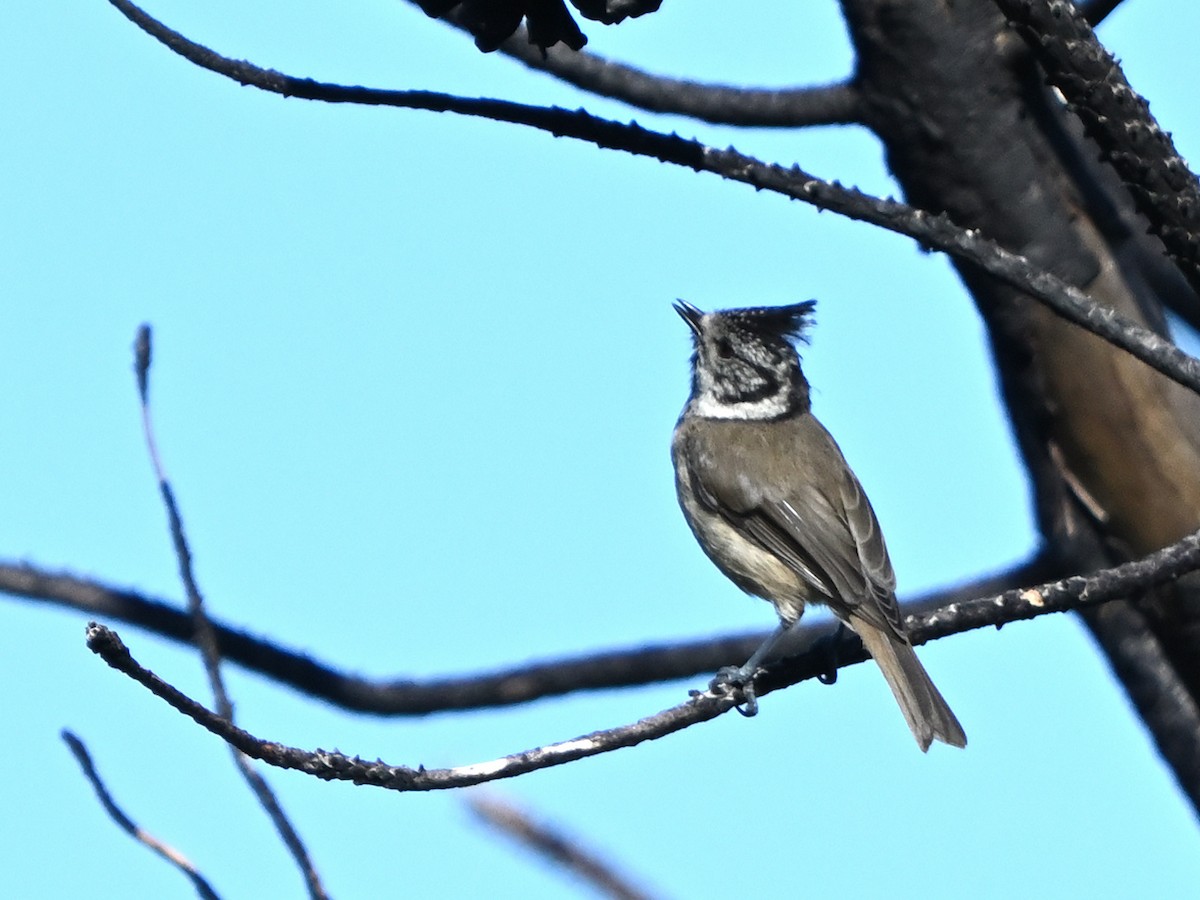 Crested Tit - ML621100314