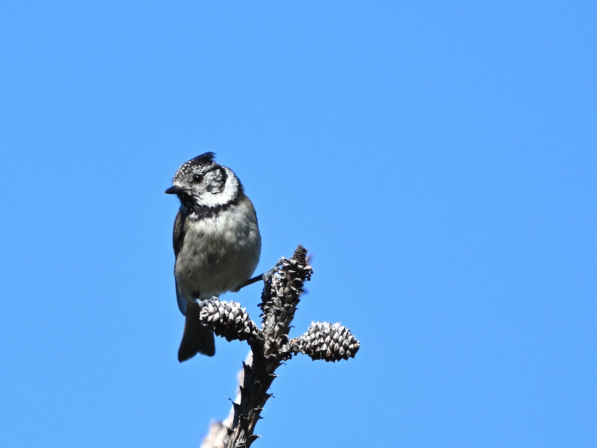 Crested Tit - ML621100317