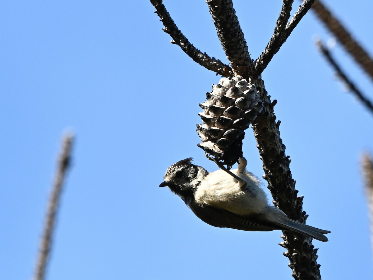 Crested Tit - ML621100319