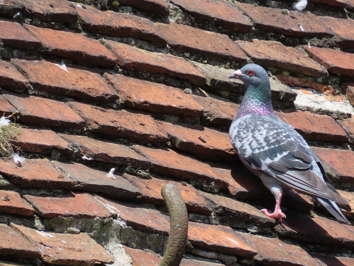 Rock Pigeon (Feral Pigeon) - ML621100344