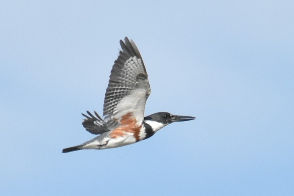 Belted Kingfisher - ML621100361
