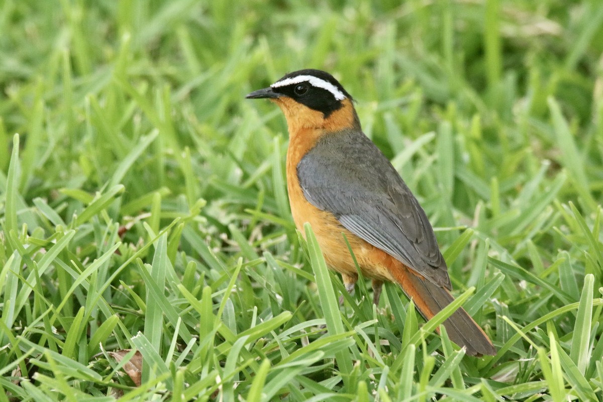 White-browed Robin-Chat - ML621100372