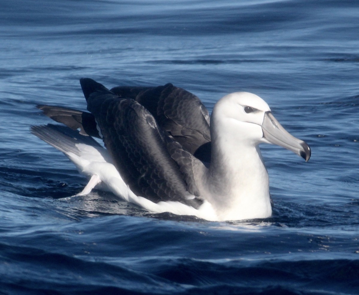 Albatros à cape blanche - ML621100395