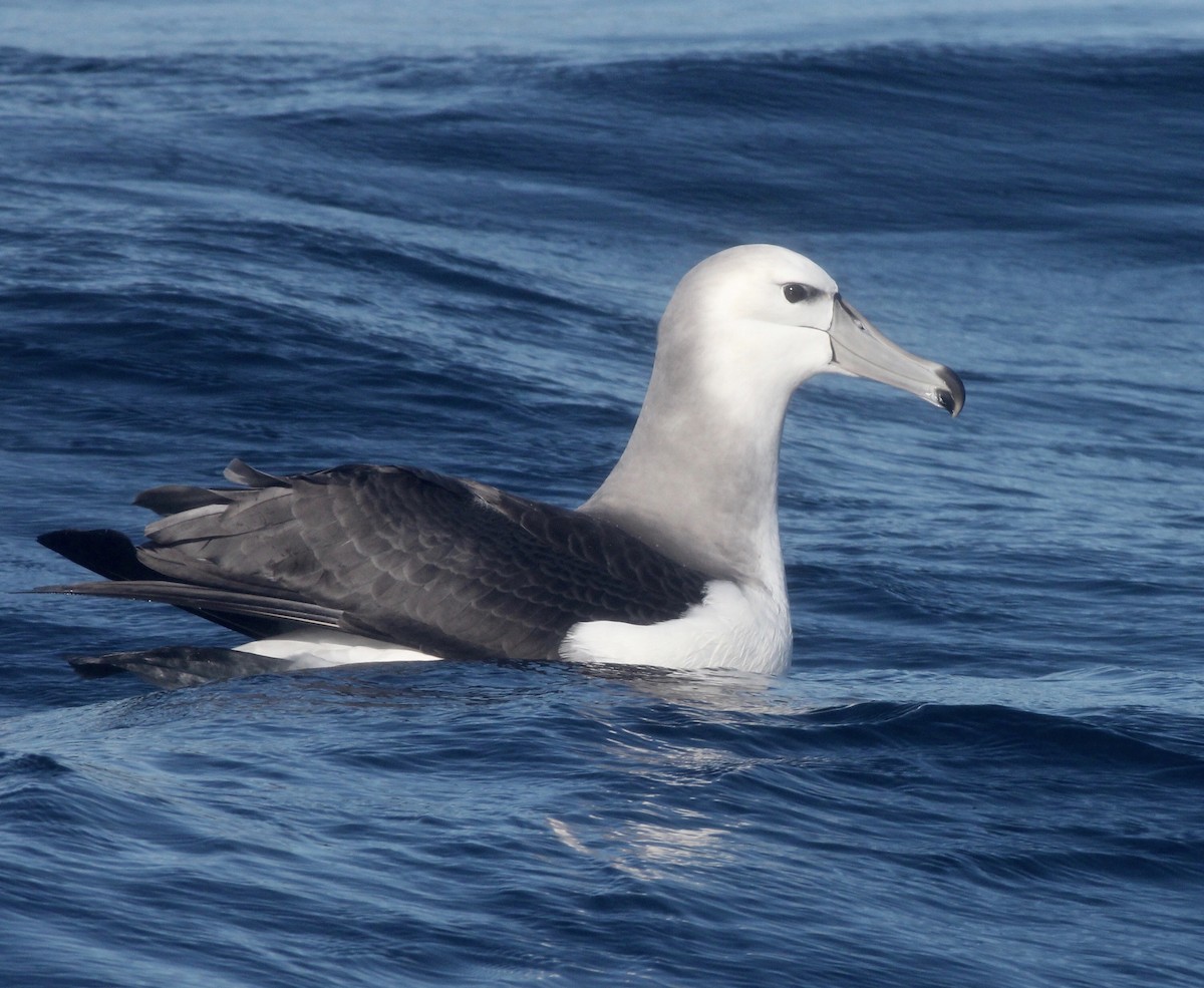 Albatros à cape blanche - ML621100396