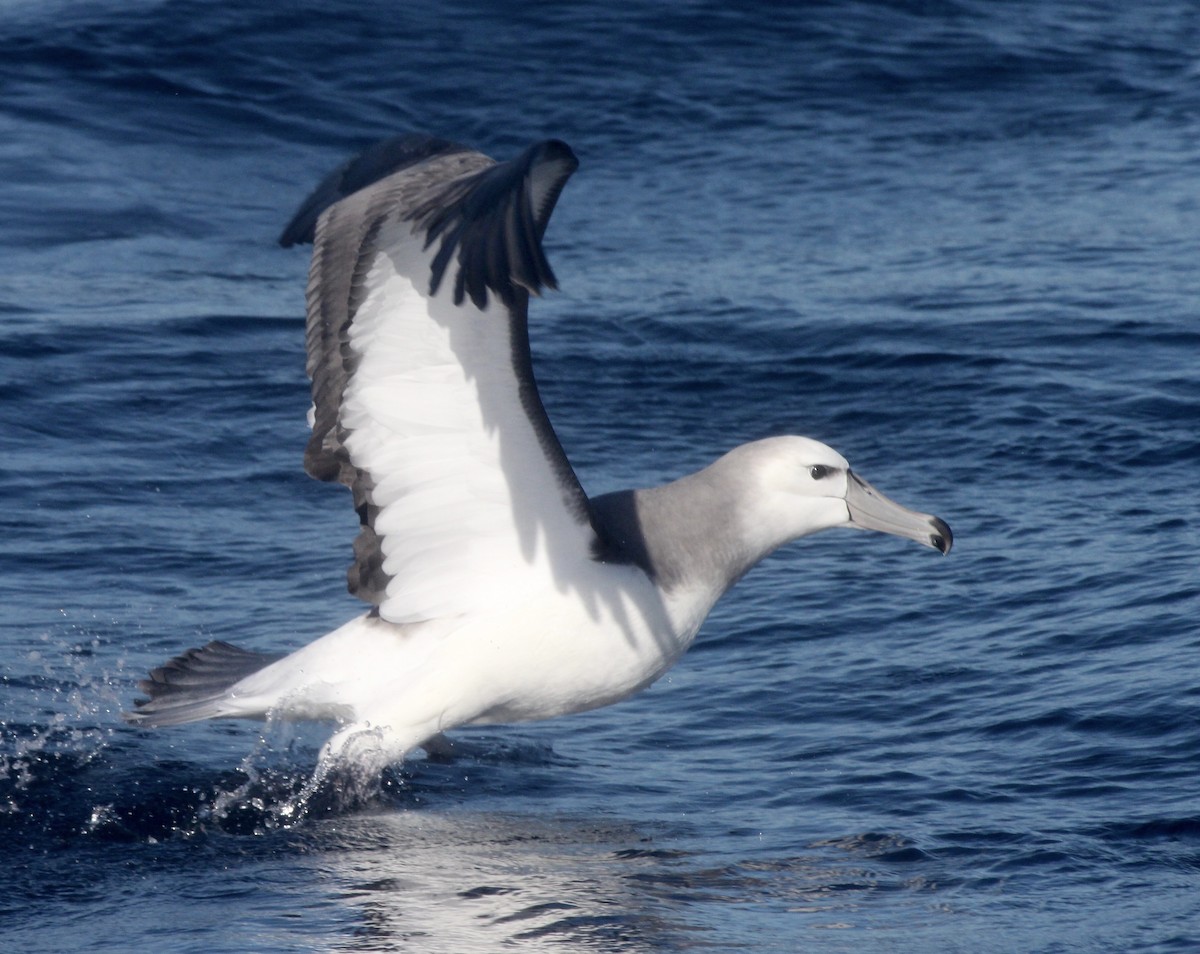 Albatros à cape blanche - ML621100397