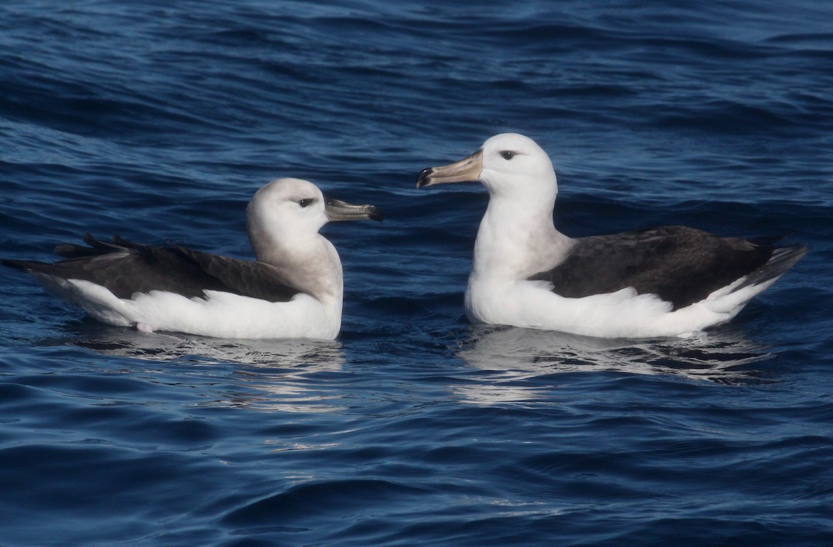 albatros černobrvý - ML621100412