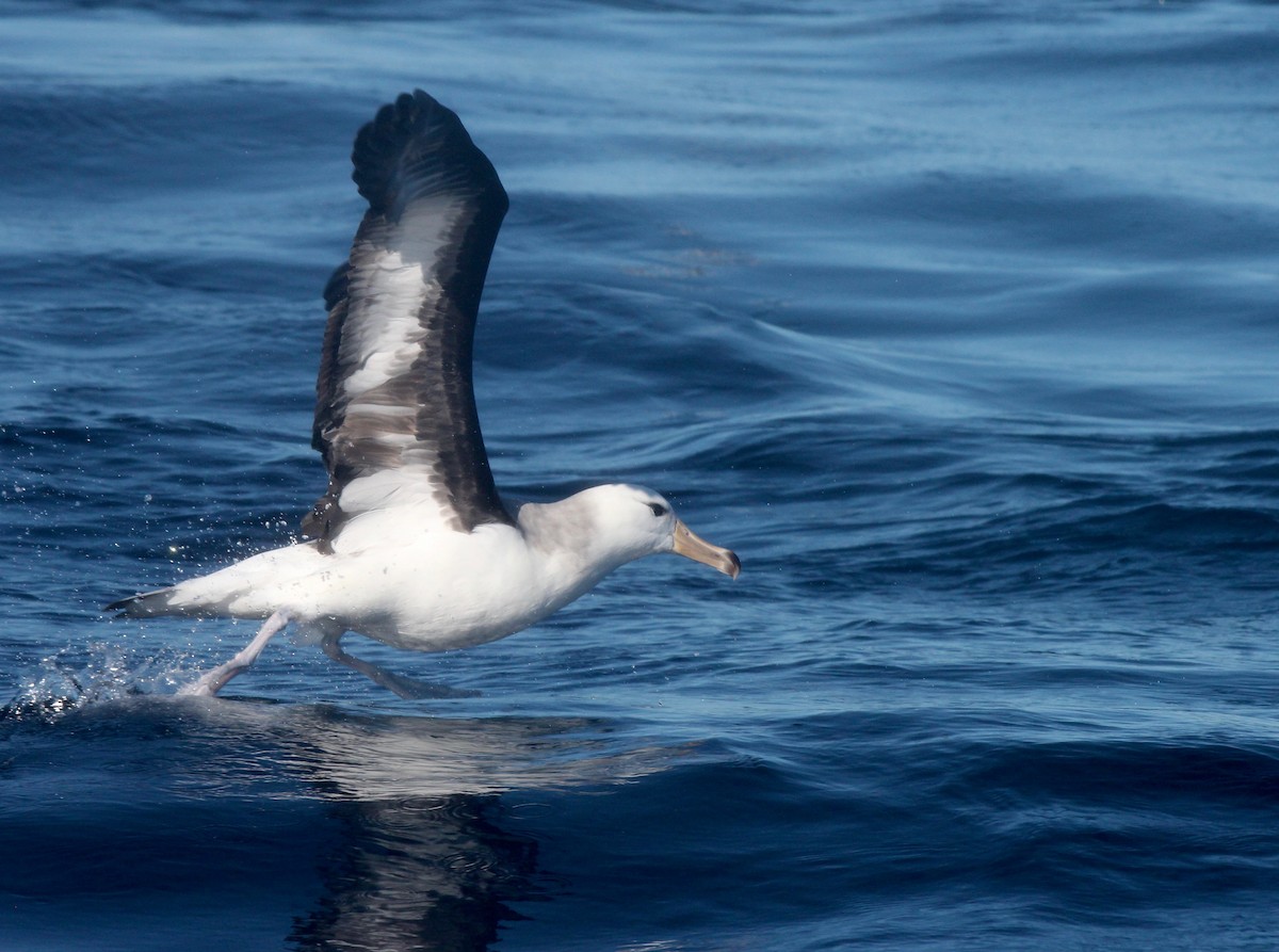 Albatros à sourcils noirs - ML621100413