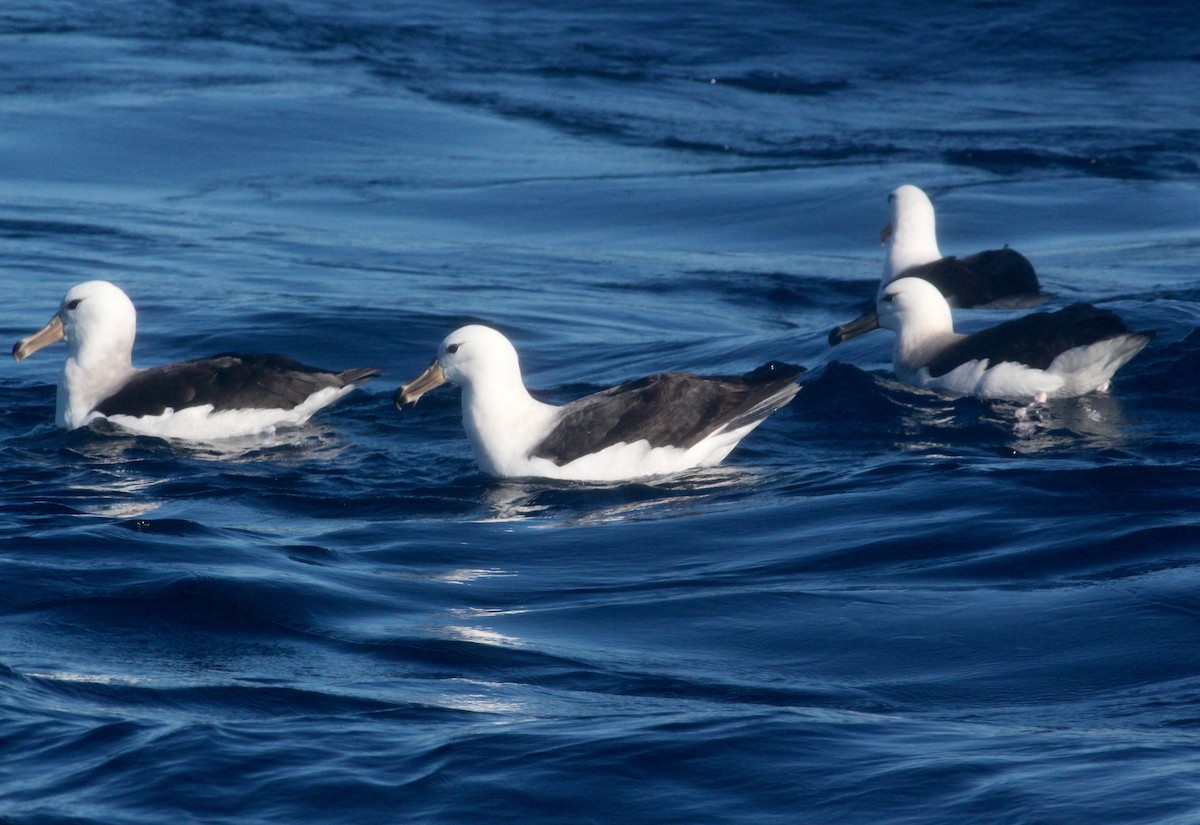 albatros černobrvý - ML621100414