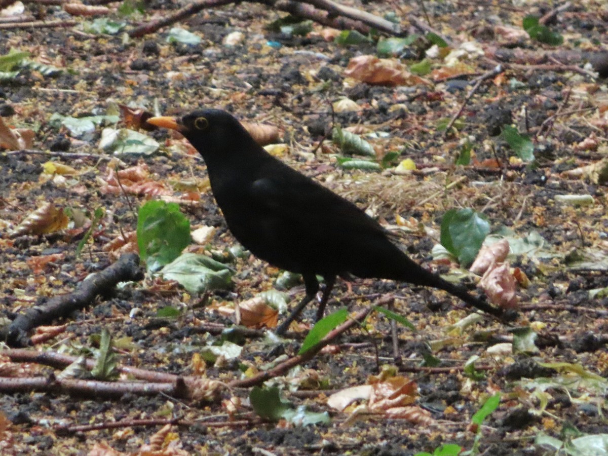Eurasian Blackbird - ML621100416