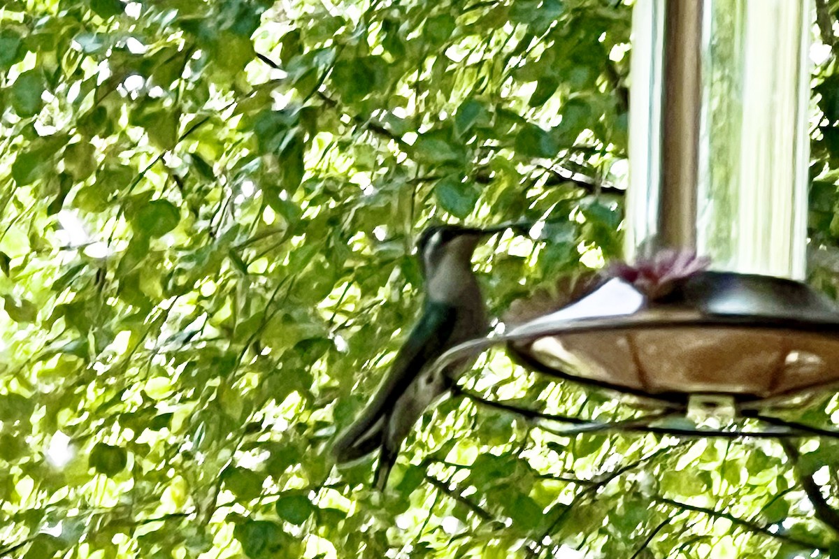 Rivoli's Hummingbird - ML621100420