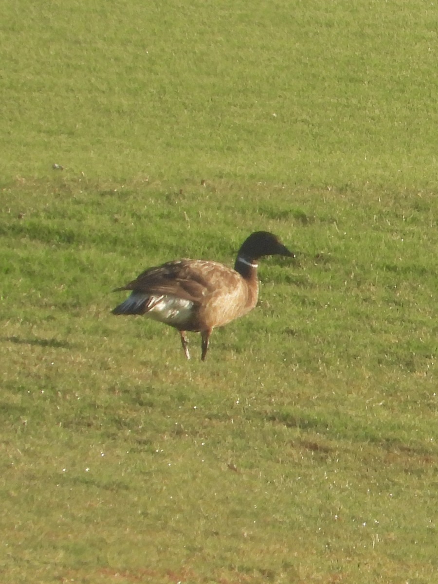 Greater White-fronted Goose - ML621100500