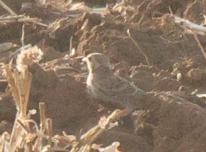 Chestnut-backed Sparrow-Lark - ML621100509
