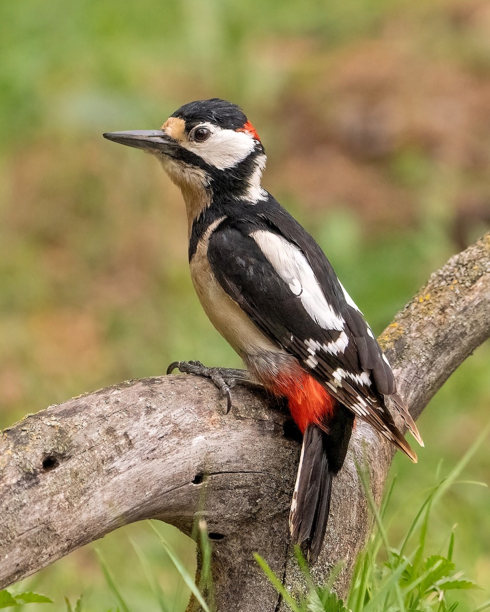 Great Spotted Woodpecker - ML621100512