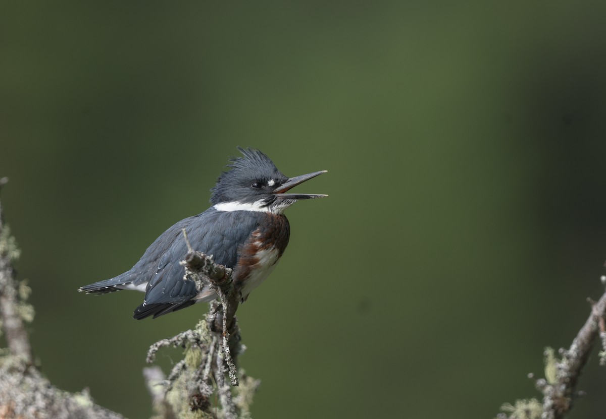Belted Kingfisher - ML621100519