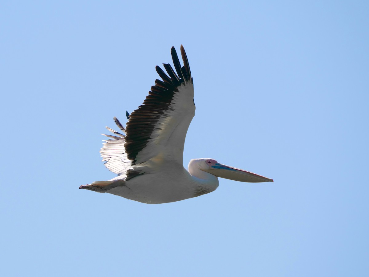 pelikán bílý - ML621100547