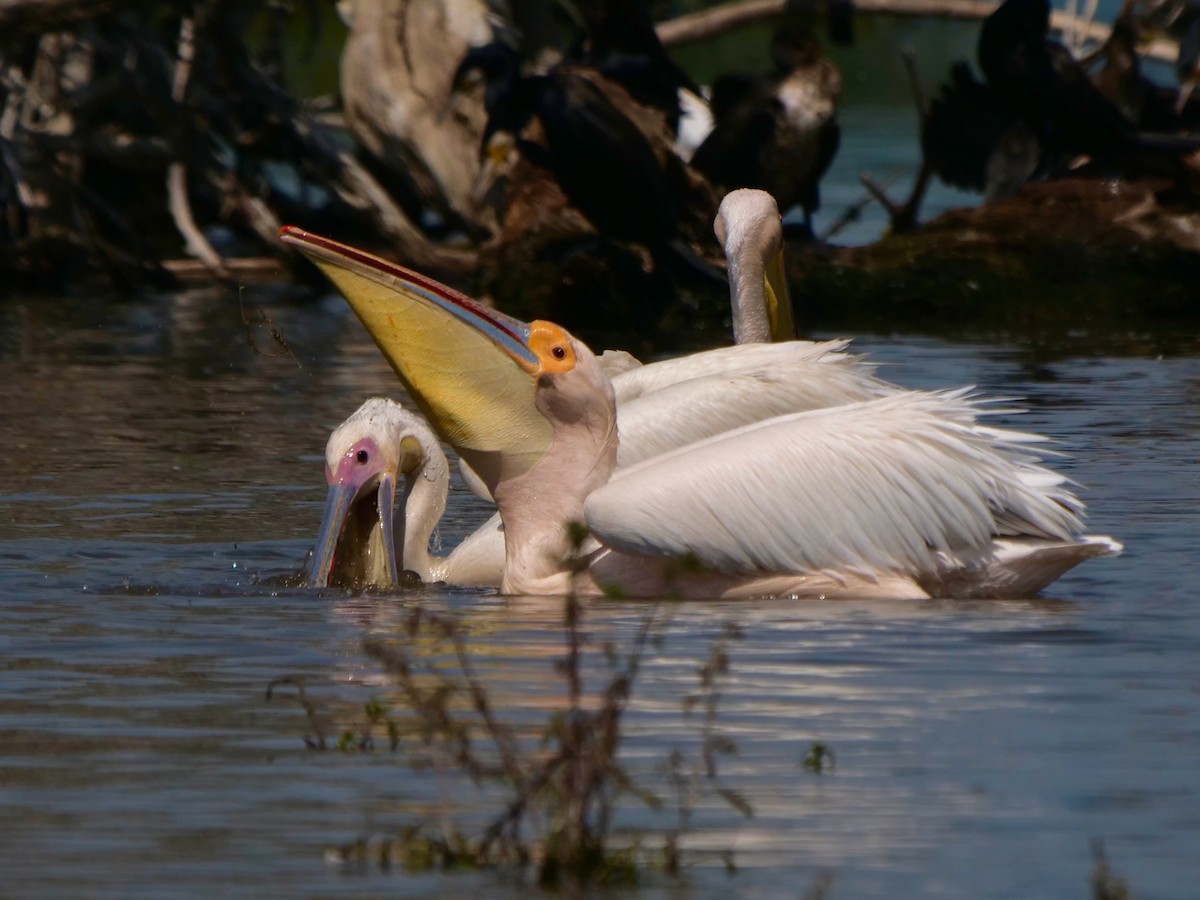 pelikán bílý - ML621100549