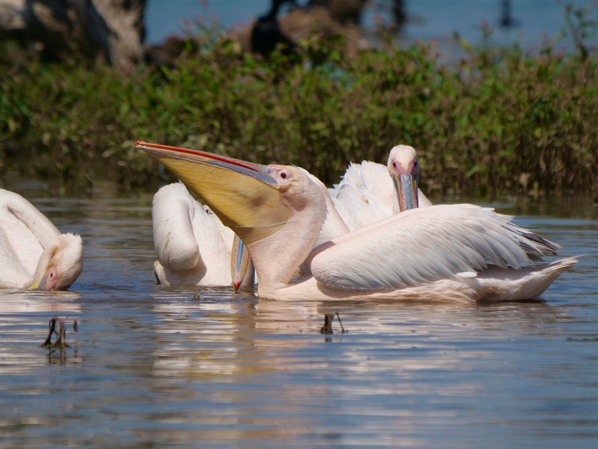 pelikán bílý - ML621100554