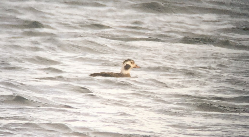 Long-tailed Duck - ML621100557