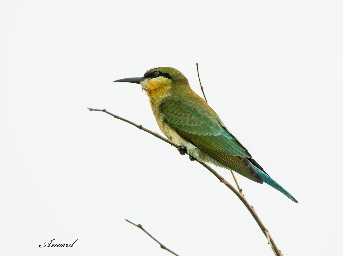 Blue-tailed Bee-eater - ML621100563
