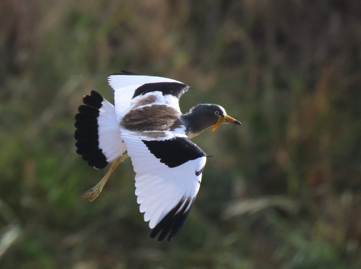 White-crowned Lapwing - Frank Willems - Birding Zambia