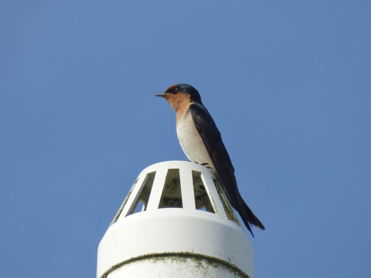 Pacific Swallow - ML621100683