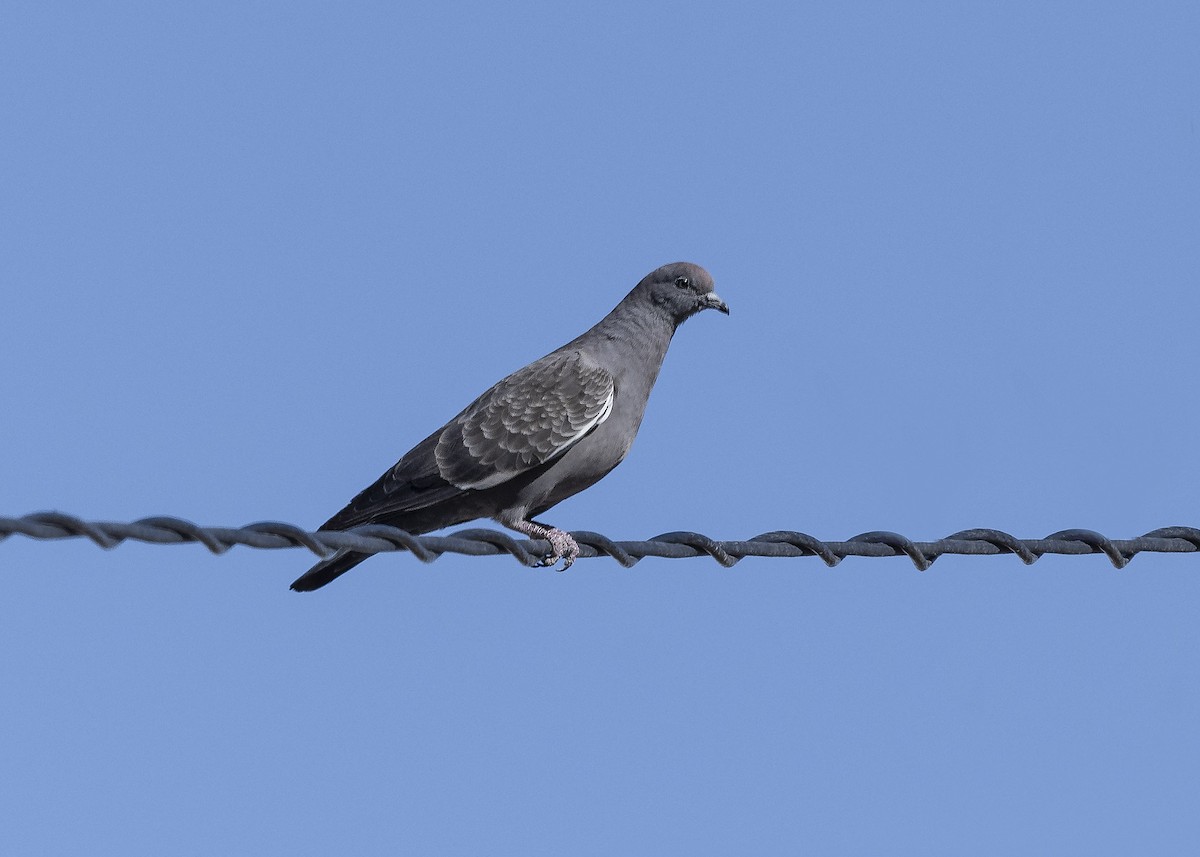 Spot-winged Pigeon (albipennis) - ML621100684
