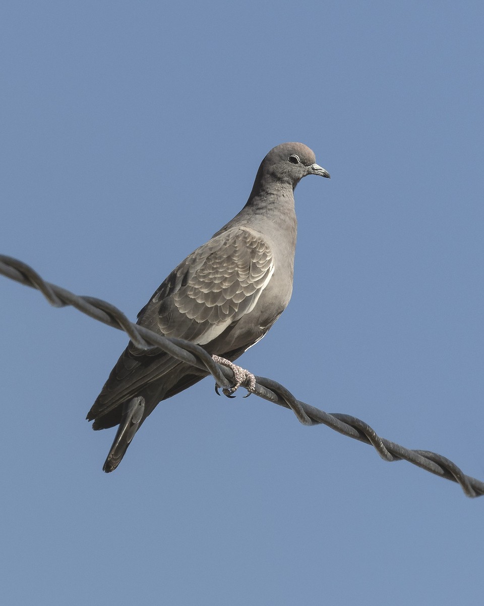 Spot-winged Pigeon (albipennis) - ML621100685