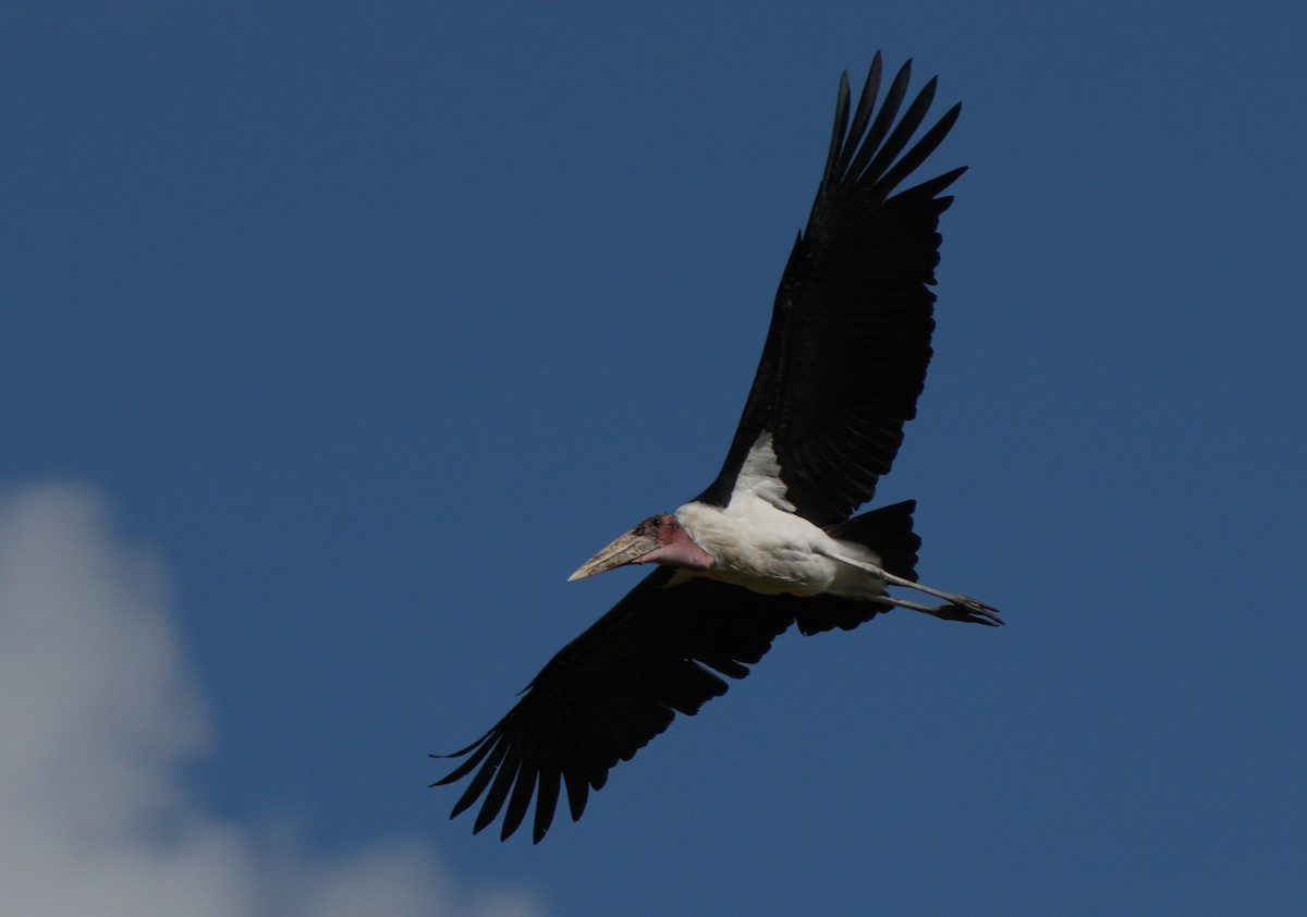 Marabou Stork - ML621100686