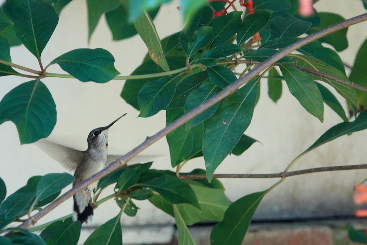 Ruby-throated Hummingbird - ML621100695