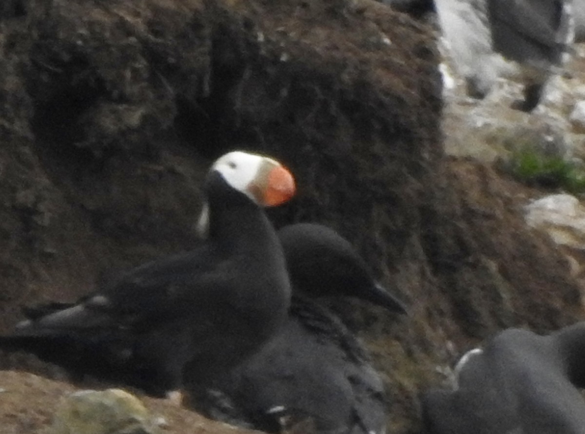Tufted Puffin - ML621100714