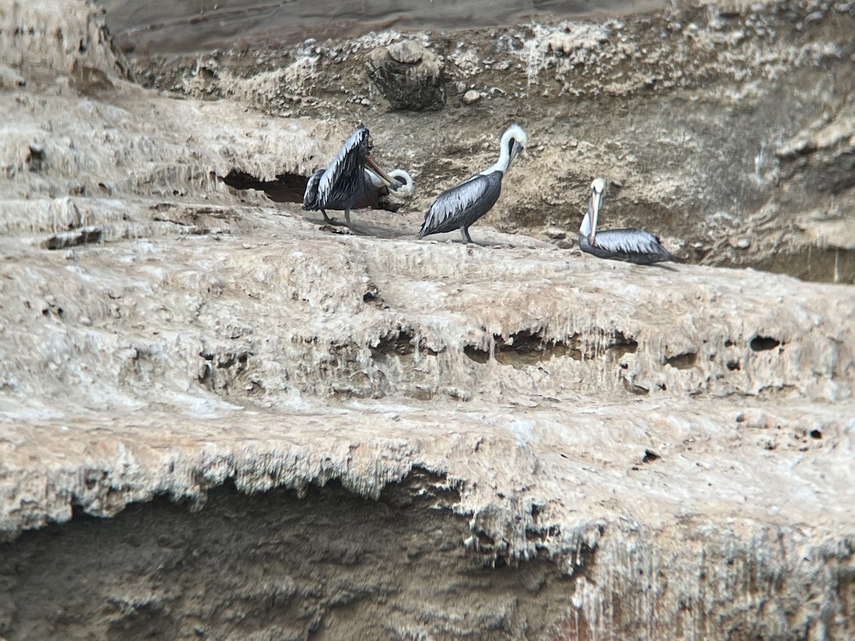 Перуанский пеликан - ML621100722