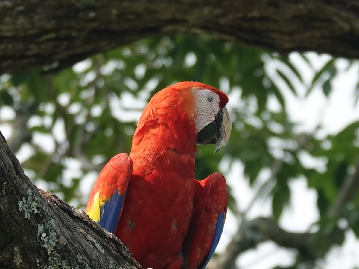 Scarlet Macaw - ML621100724