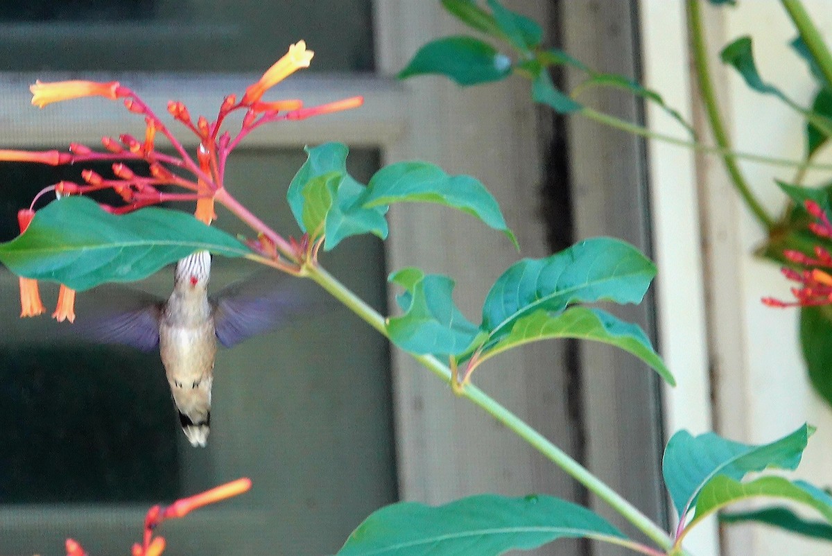 Рубиновогорлый колибри - ML621100730