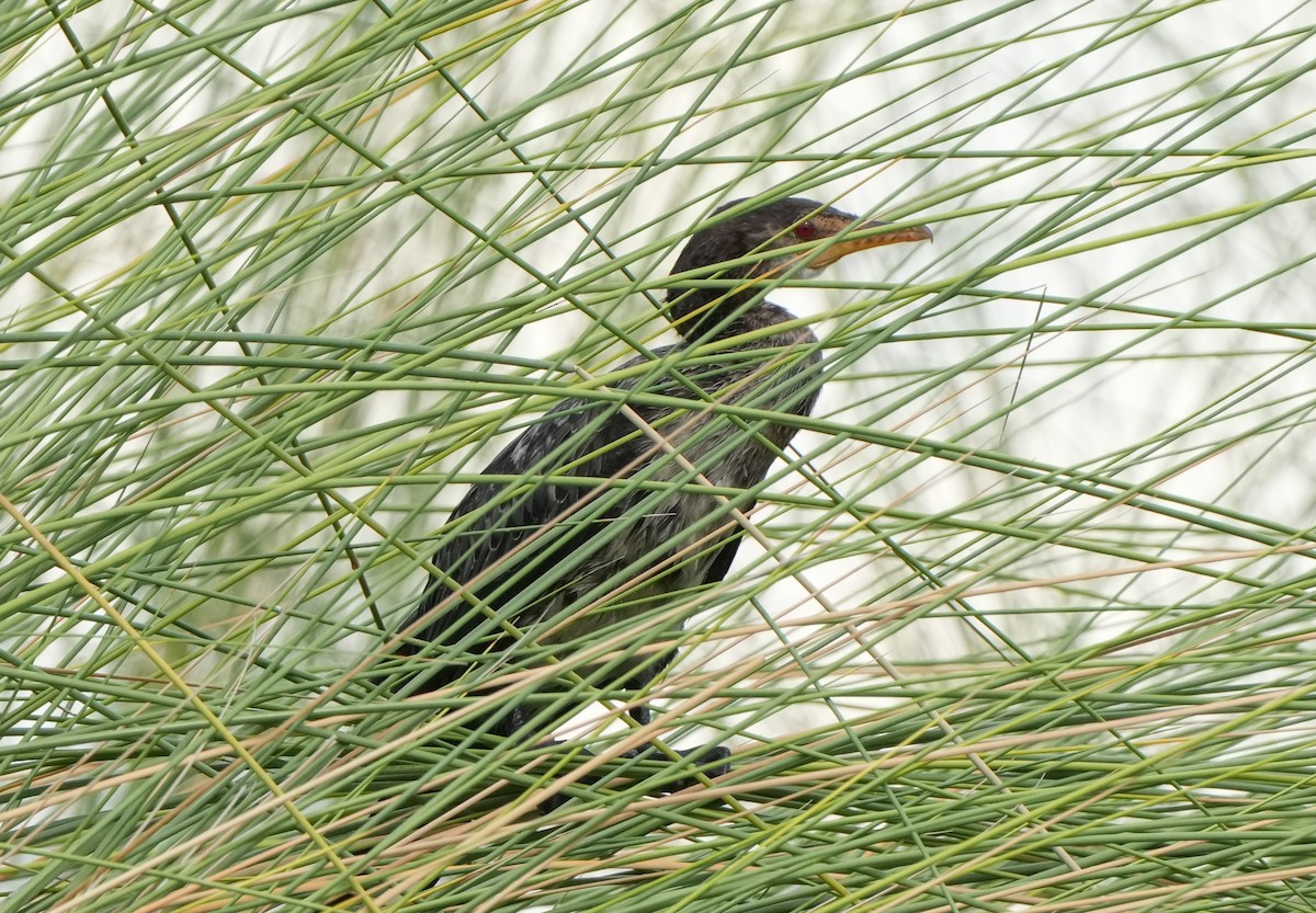 Long-tailed Cormorant - ML621100762