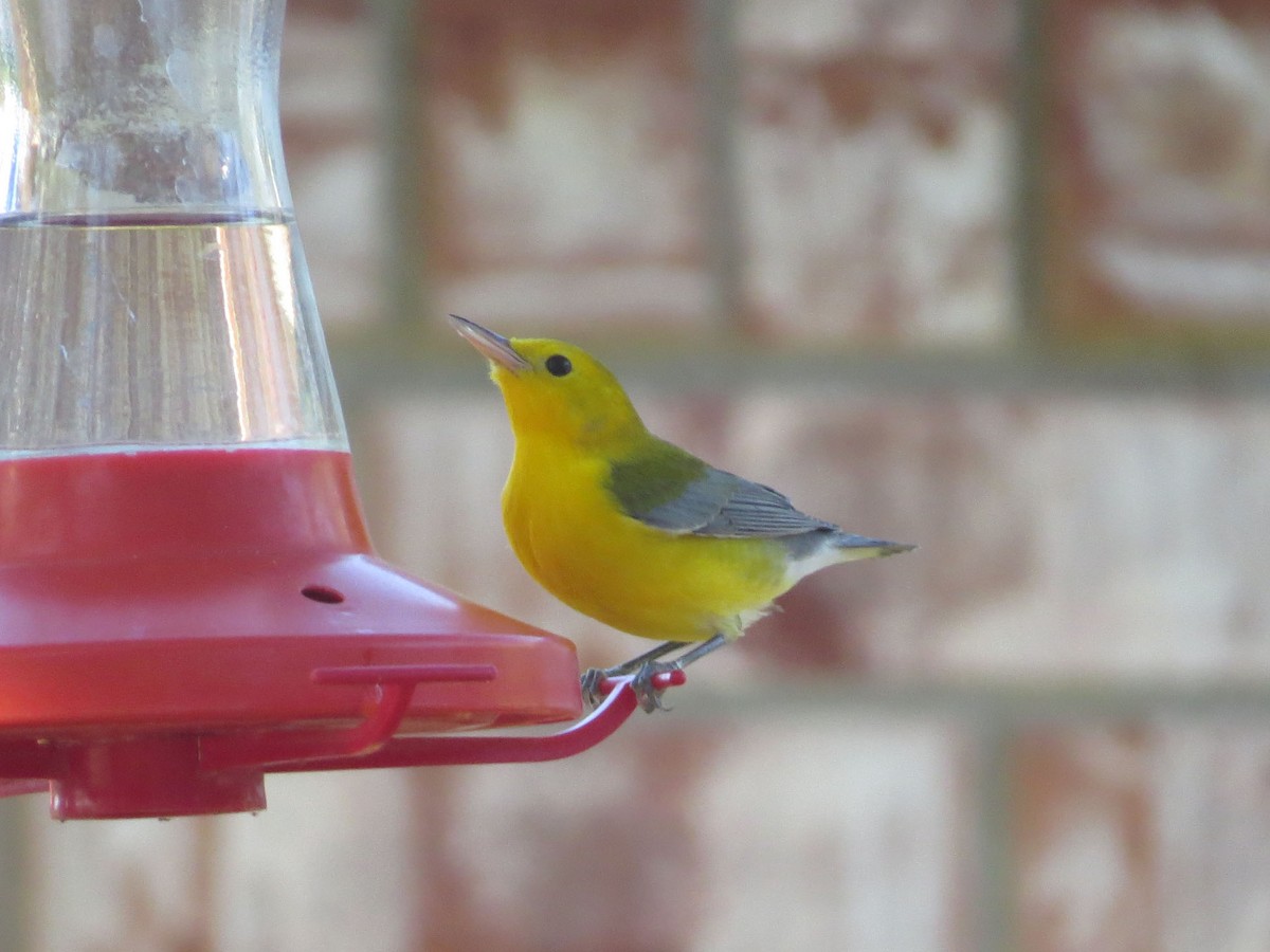 Prothonotary Warbler - ML621100764