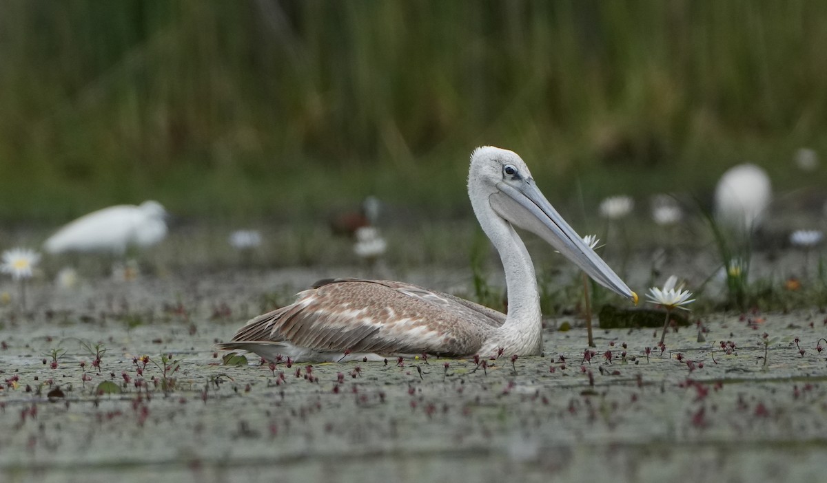 Pink-backed Pelican - ML621100770