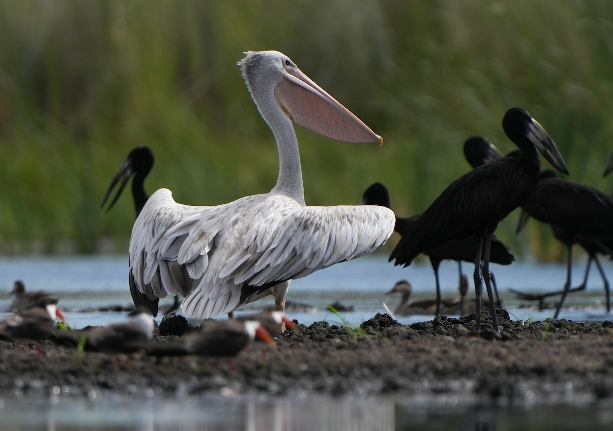 Pink-backed Pelican - ML621100771