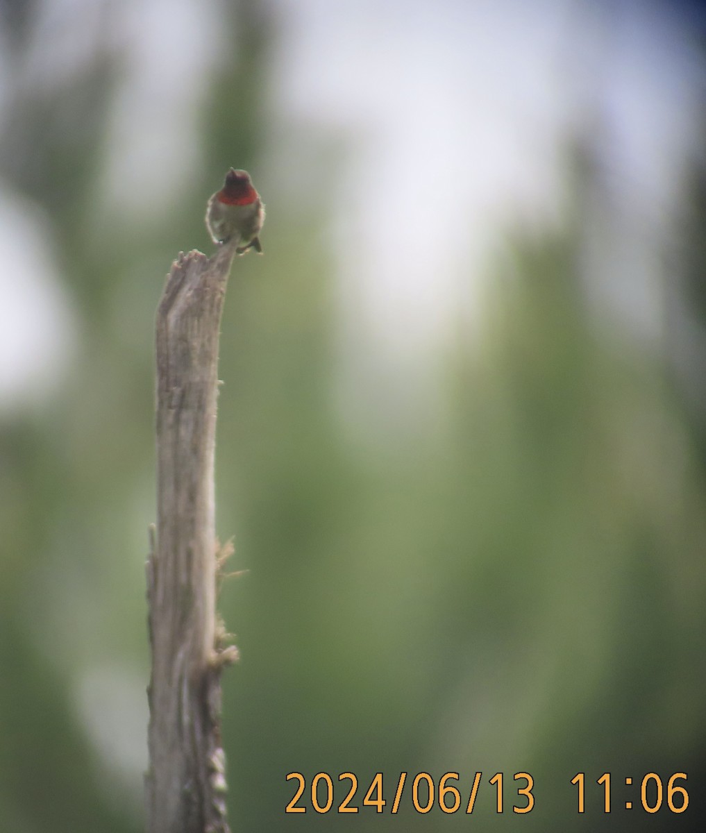 Ruby-throated Hummingbird - ML621100816