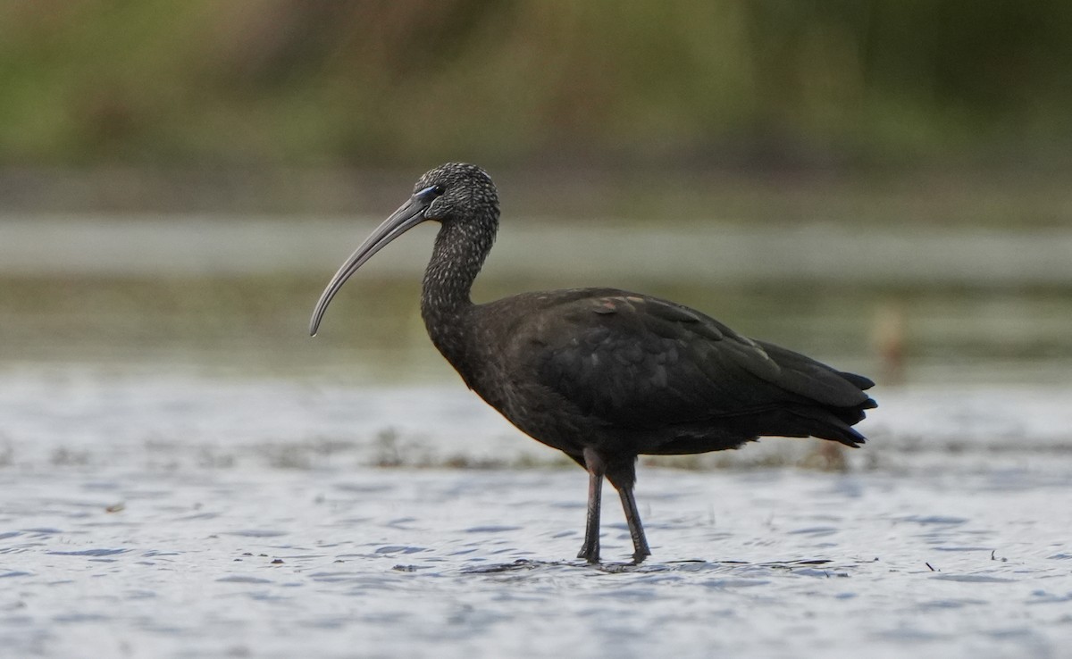 ibis hnědý - ML621100821