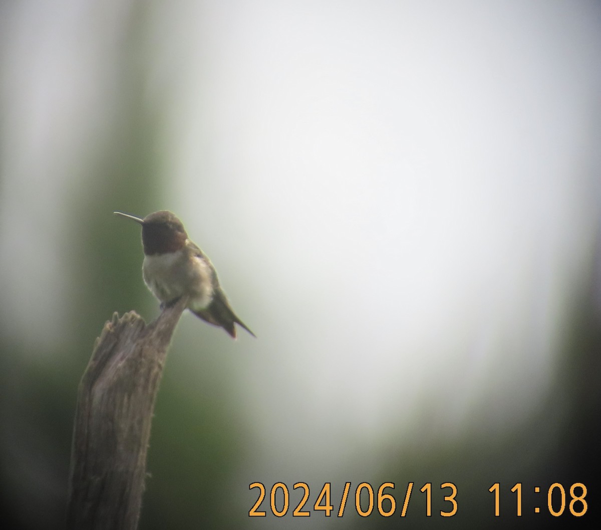 Ruby-throated Hummingbird - ML621100828