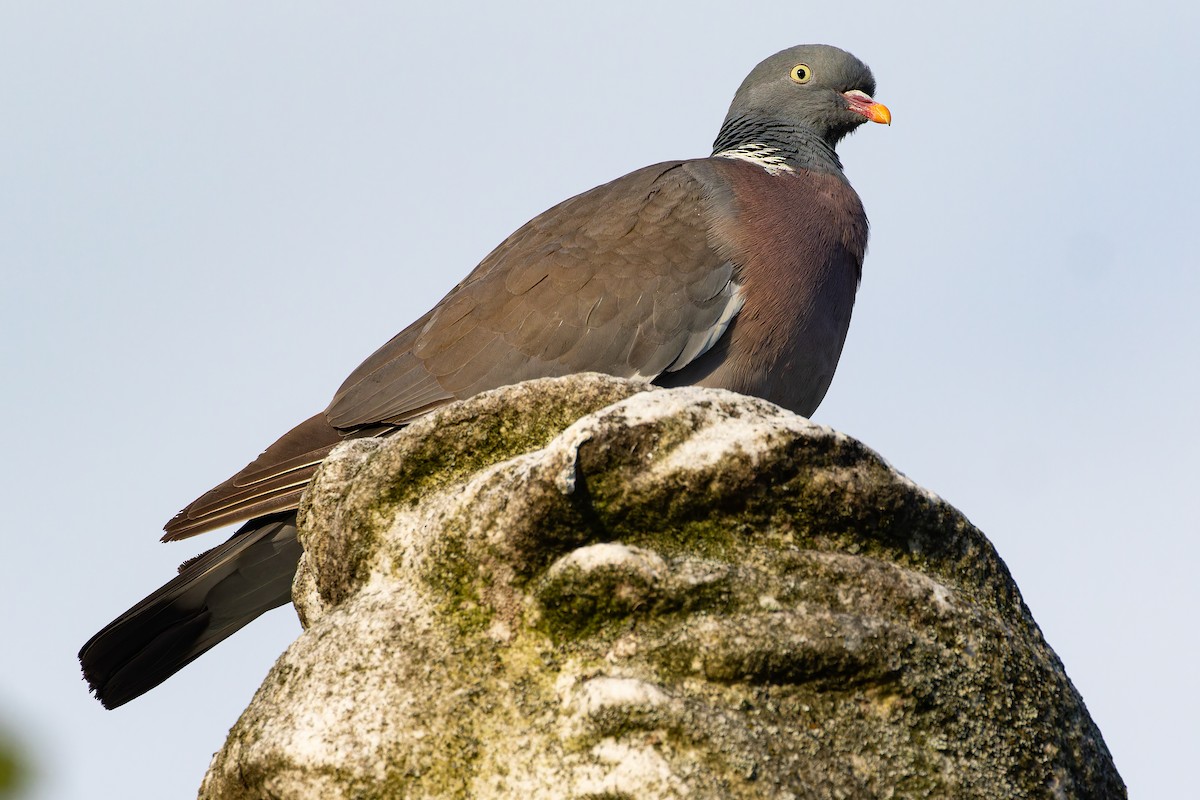 Common Wood-Pigeon - ML621100844