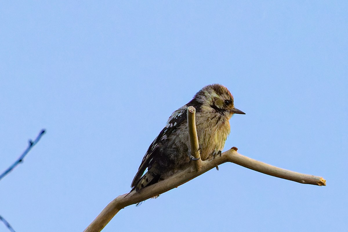 Lesser Spotted Woodpecker - ML621100845