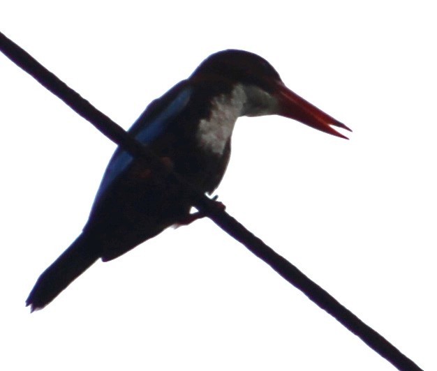 White-throated Kingfisher - ML621100869