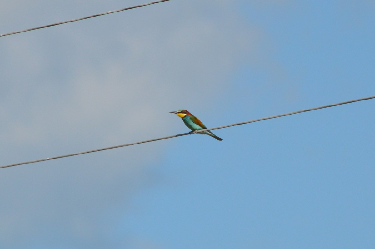 European Bee-eater - ML621100876