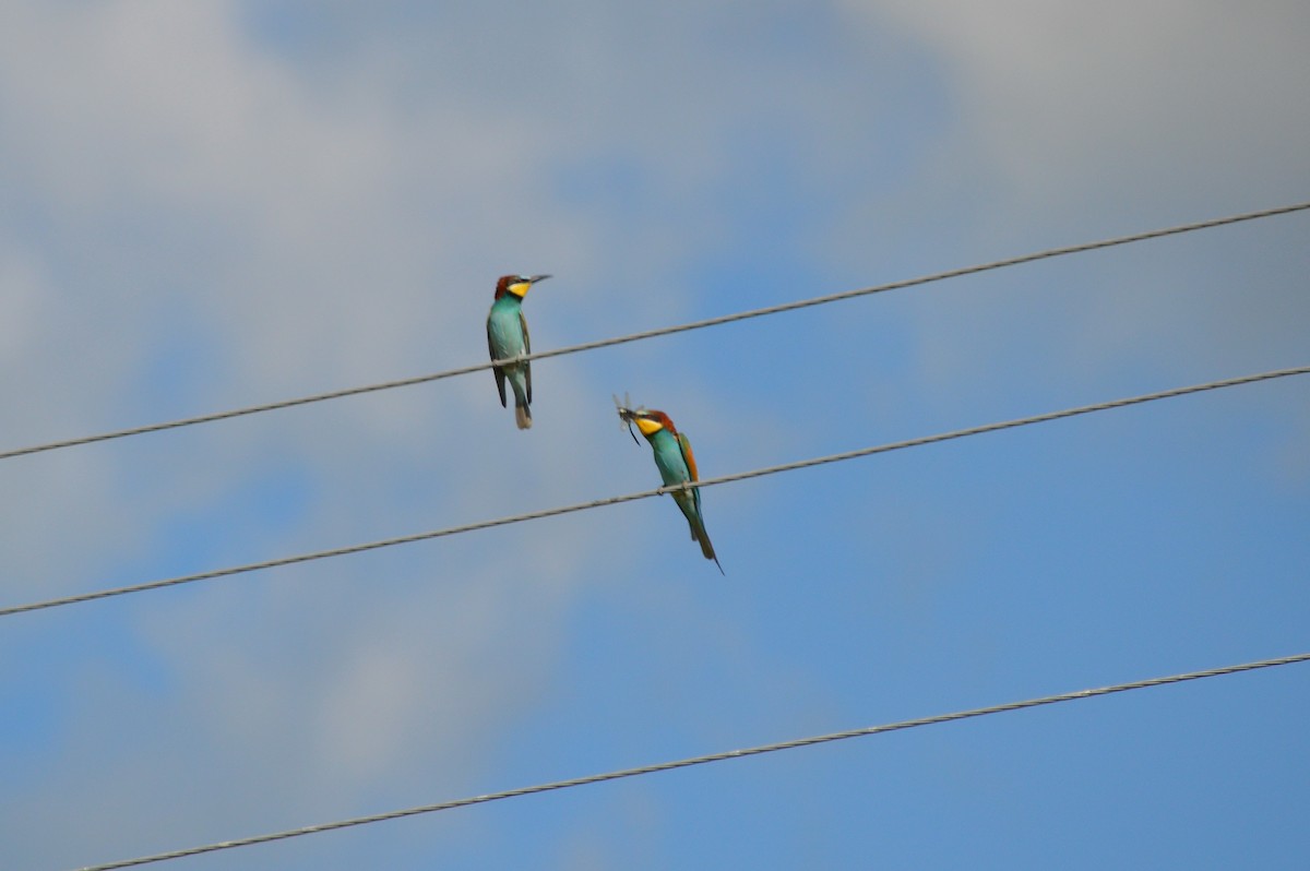 European Bee-eater - ML621100877