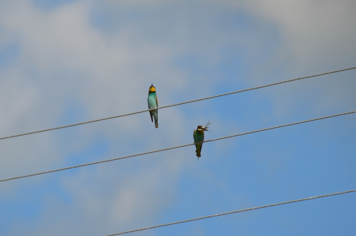 European Bee-eater - ML621100878