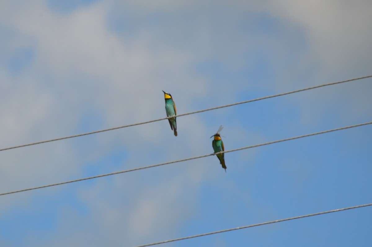 European Bee-eater - Oksana Subotko