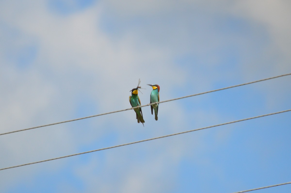 European Bee-eater - ML621100880
