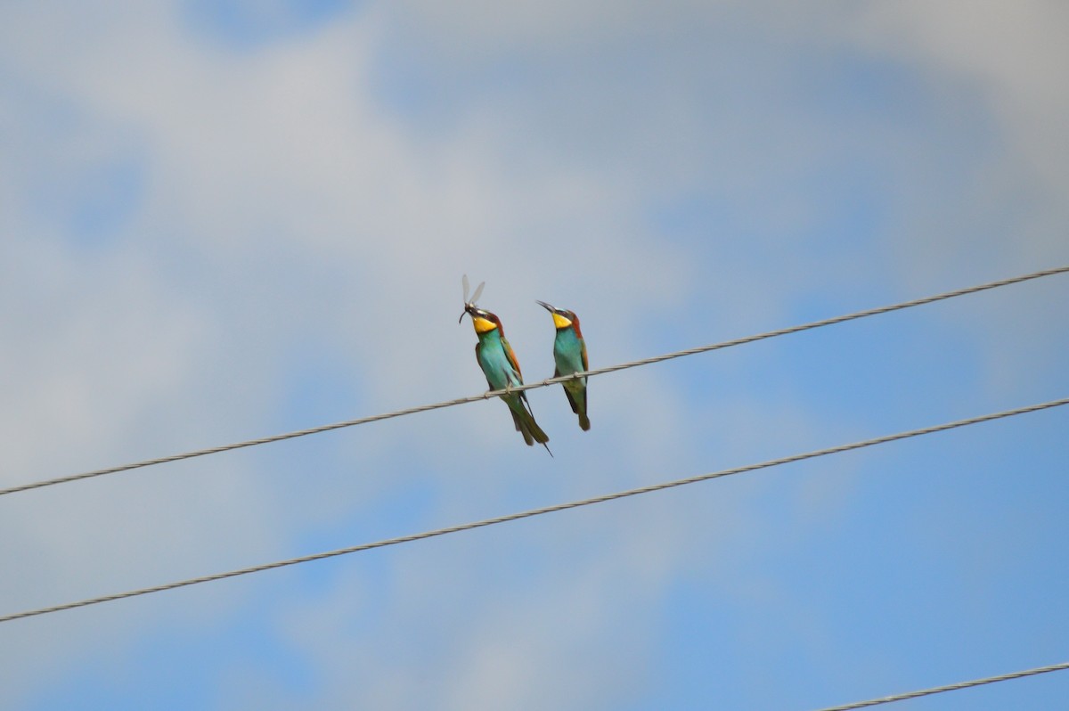 European Bee-eater - ML621100881